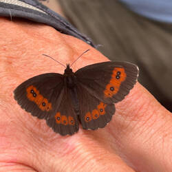 Weißbindiger Mohrenfalter