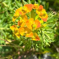 Zypressen-Wolfsmilch