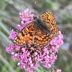 Wahrscheinlich ein Flockenblumen-Scheckenfalter