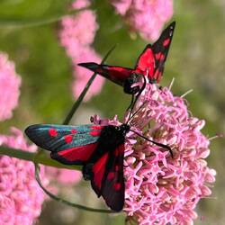 Blutströpfchen oder Widderchen