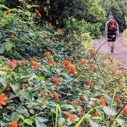 Wandelröschen