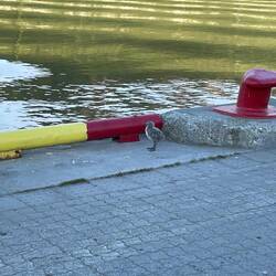 Junge Möve am Hafen von Tromsø