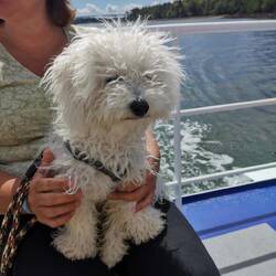 Unser Mitreißender ein junger Bichon Frisé