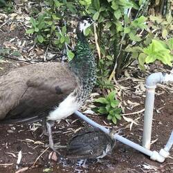 A mummy and her chick