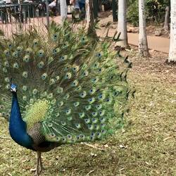 So many peacocks here 😍