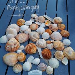 Ausbeute des letzten Abends. Muscheln sind einfach toll