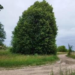 Eine wunderschöne Sommerlinde, was ein Geruch!