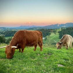 Abendessen zusammen mit diesen schönen Hochlandrindern