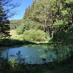 Waldteich