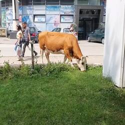 Stadtkühe in Peja