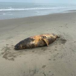 Leider en tote Seeelefant