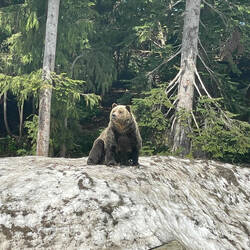 Grizzlyreservat auf dem Gipfel