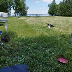 Sogar der Hund ist gebürstet 🤣