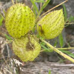 Swan milkweed that attracts Monarch butterflies