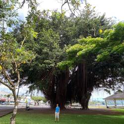 Banyan Tree
