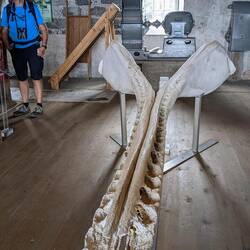 4 m Länge und 300 kg schwere Kieferknochen eines Pottwals
