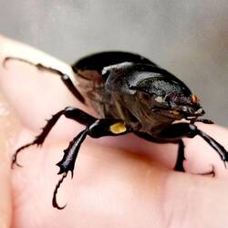 A female staghorn beetle!