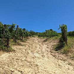 Emily and Dave took a shortcut through a winery during our walk. Probably wasn't supposed to.