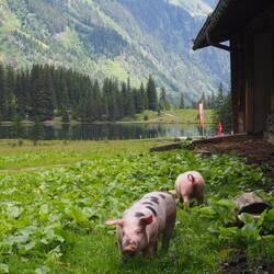 Glückliche Ferkel
