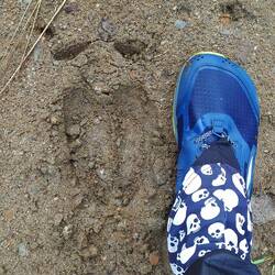 Paarhufer, riesig. Elch!