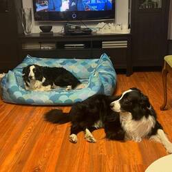 Ganz Gentleman der spiky