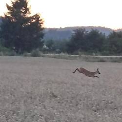 Rehasicht beim Abendspaziergang