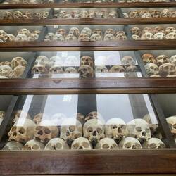 Killing fields