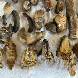 Beett and Loz's combined fossils