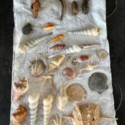 Brax's shell collecting