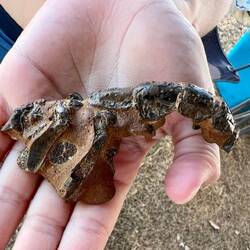 Lachie's best fossil