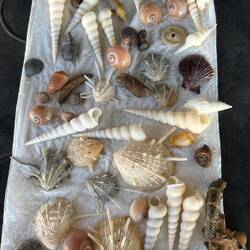 Lachie's shell collecting