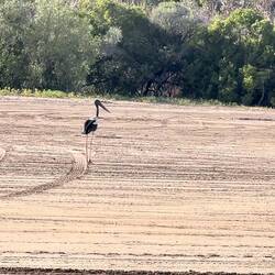 Jabiru