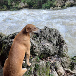 Sehr tapferer Hund mit leidee nur noch drei Beinen