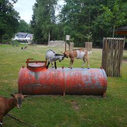 Goats