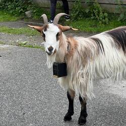 Goats Keep the Hillsides Free of Weeds