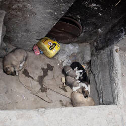 Man schätzt über 10 Tausend Straßenhunde in Leh!