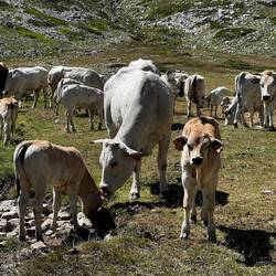 Italienische Kühe! Die Franzosen haben wohl keine weißen...