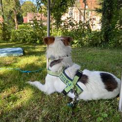 Die Retriever-Mädels voll im Blick!