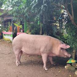 Chancho feliz