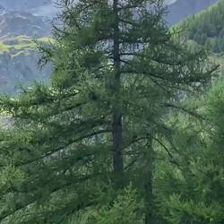 Glacier in the distance