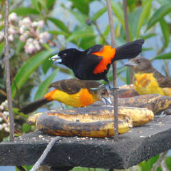 Flame-rumped tanager