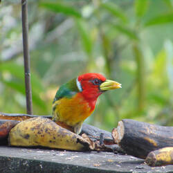 Red-headed barbet
