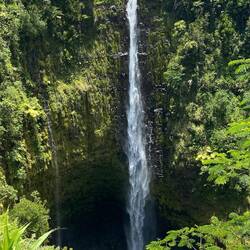 Akaka Falls which plummets 442-feet into a stream-eroded gorge