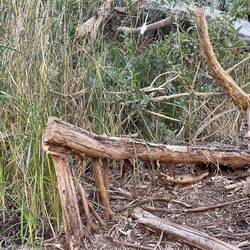 Look how the roots grow!