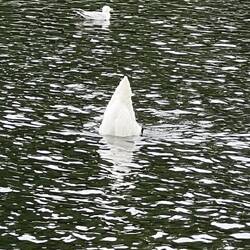 Snack Time for a Swan