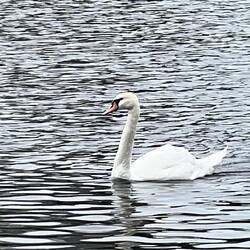 Swan in City Park