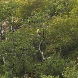Weißkopfseeadler....