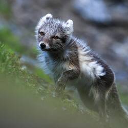 Bild: Bordfotograf Piet van den Bemd