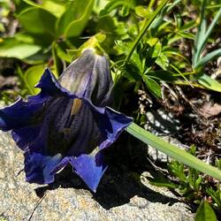 Der erste Enzian dieser Art!