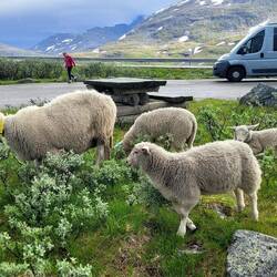 Nunja, Rastplatz ist Rastplatz...
